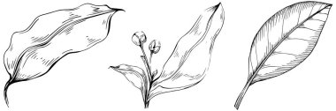 Çiçek yaprakları seti, siyah beyaz ataç sanatı, vektör illüstrasyonu