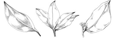 Çiçek yaprakları seti, siyah beyaz ataç sanatı, vektör illüstrasyonu