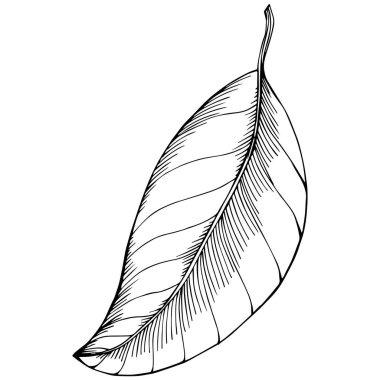 Basit bir eskiz, siyah beyaz klip sanatı, çiçek yaprağının grafik sanatı.