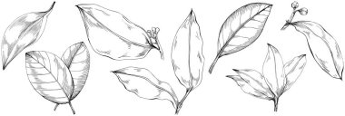 Çiçek yaprakları seti, siyah beyaz ataç sanatı, vektör illüstrasyonu