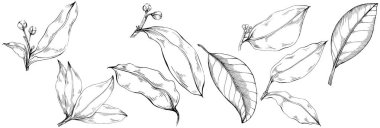 Çiçek yaprakları seti, siyah beyaz ataç sanatı, vektör illüstrasyonu