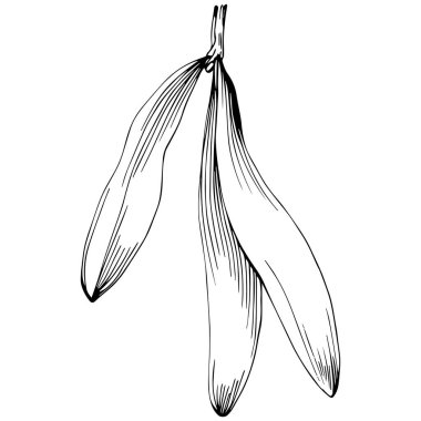 Siyah ve beyaz klip sanatı, Acer negundo çizim yaprakları, vektör illüstrasyonu