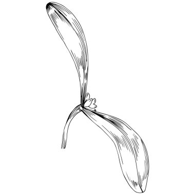 Siyah ve beyaz klip sanatı, Acer negundo çizim yaprakları, vektör illüstrasyonu