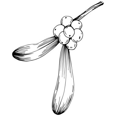 Basit çizim, siyah beyaz klipsli resim, çiçek yaprakları ve meyveler, Acer negundo böğürtlenleri, vektör illüstrasyonu