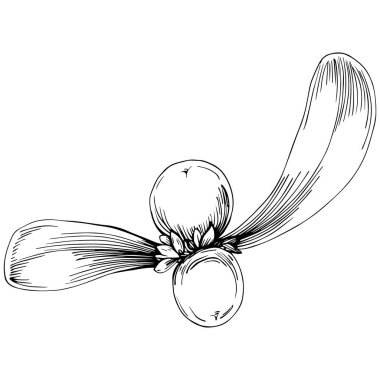 Basit çizim, siyah beyaz klipsli resim, çiçek yaprakları ve meyveler, Acer negundo böğürtlenleri, vektör illüstrasyonu