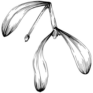 Siyah ve beyaz klip sanatı, Acer negundo çizim yaprakları, vektör illüstrasyonu