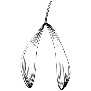 Siyah ve beyaz klip sanatı, Acer negundo çizim yaprakları, vektör illüstrasyonu