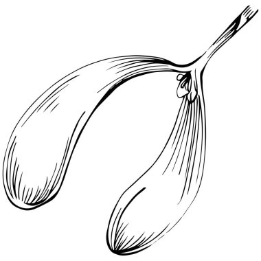 Siyah ve beyaz klip sanatı, Acer negundo çizim yaprakları, vektör illüstrasyonu