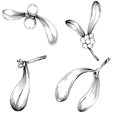 Basit çizim, siyah beyaz klipsli resim, çiçek yaprakları ve meyveler, Acer negundo böğürtlenleri, vektör illüstrasyonu