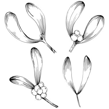 Basit çizim, siyah beyaz klipsli resim, çiçek yaprakları ve meyveler, Acer negundo böğürtlenleri, vektör illüstrasyonu