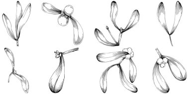 Basit çizim, siyah beyaz klipsli resim, çiçek yaprakları ve meyveler, Acer negundo böğürtlenleri, vektör illüstrasyonu