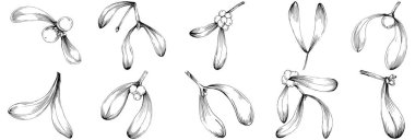 Basit çizim, siyah beyaz klipsli resim, çiçek yaprakları ve meyveler, Acer negundo böğürtlenleri, vektör illüstrasyonu