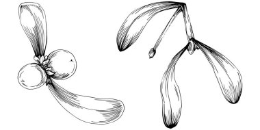 Basit çizim, siyah beyaz klipsli resim, çiçek yaprakları ve meyveler, Acer negundo böğürtlenleri, vektör illüstrasyonu