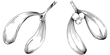 Basit çizim, siyah beyaz klipsli resim, çiçek yaprakları ve meyveler, Acer negundo böğürtlenleri, vektör illüstrasyonu