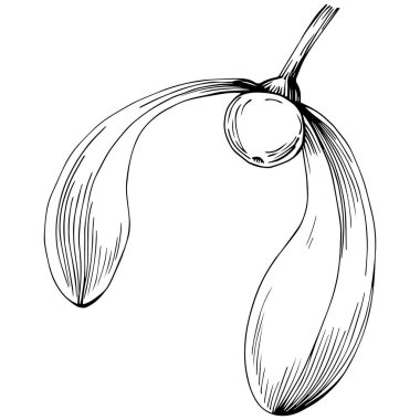 Siyah ve beyaz klip sanatı, Acer negundo çizim yaprakları, vektör illüstrasyonu