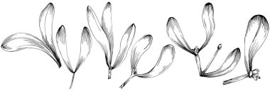 Siyah ve beyaz klip sanatı, Acer negundo çizim yaprakları, vektör illüstrasyonu