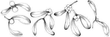 Basit çizim, siyah beyaz klipsli resim, çiçek yaprakları ve meyveler, Acer negundo böğürtlenleri, vektör illüstrasyonu