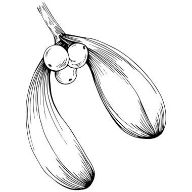 Basit çizim, siyah beyaz klipsli resim, çiçek yaprakları ve meyveler, Acer negundo böğürtlenleri, vektör illüstrasyonu