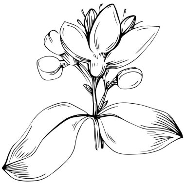 Oregano vektörü bitkiyi izole etti 