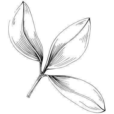 Oregano vektörü bitkiyi izole etti 