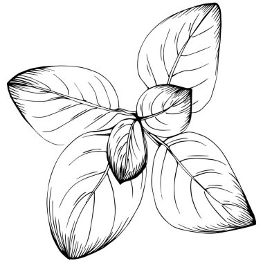 Oregano vektörü bitkiyi izole etti 