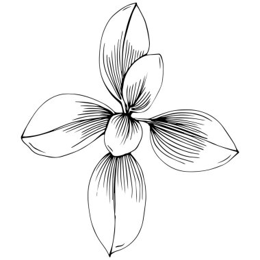 Oregano vektörü bitkiyi izole etti 