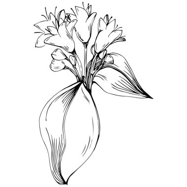 Oregano vektörü bitkiyi izole etti 