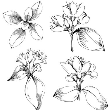 Oregano vektörü bitkiyi izole etti 