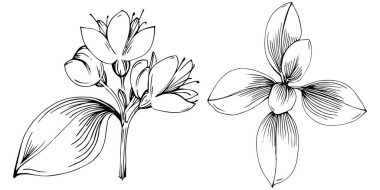 Oregano vektörü bitkiyi yapraklarla izole etti. Bitki oymalı stil illüstrasyon. Detaylı organik ürün çizimi. Tasarım logosu, menü, etiket, simge, pul için en iyisi..