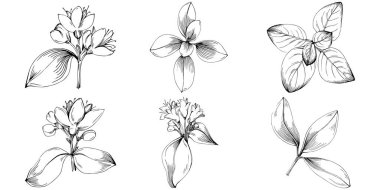 Oregano vektörü bitkiyi yapraklarla izole etti. Bitki oymalı stil illüstrasyon. Detaylı organik ürün çizimi. Tasarım logosu, menü, etiket, simge, pul için en iyisi..