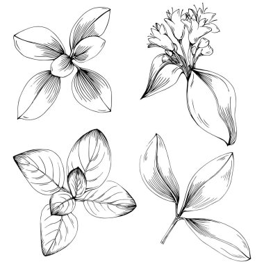 Oregano vektörü bitkiyi izole etti 