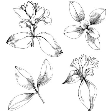 Oregano vektörü bitkiyi izole etti 