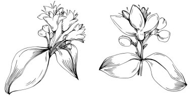 Oregano vektörü bitkiyi yapraklarla izole etti. Bitki oymalı stil illüstrasyon. Detaylı organik ürün çizimi. Tasarım logosu, menü, etiket, simge, pul için en iyisi..