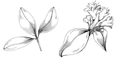 Oregano vektörü bitkiyi yapraklarla izole etti. Bitki oymalı stil illüstrasyon. Detaylı organik ürün çizimi. Tasarım logosu, menü, etiket, simge, pul için en iyisi..