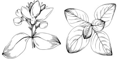 Oregano vektörü bitkiyi yapraklarla izole etti. Bitki oymalı stil illüstrasyon. Detaylı organik ürün çizimi. Tasarım logosu, menü, etiket, simge, pul için en iyisi..