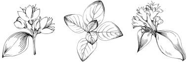 Oregano vektörü bitkiyi yapraklarla izole etti. Bitki oymalı stil illüstrasyon. Detaylı organik ürün çizimi. Tasarım logosu, menü, etiket, simge, pul için en iyisi..