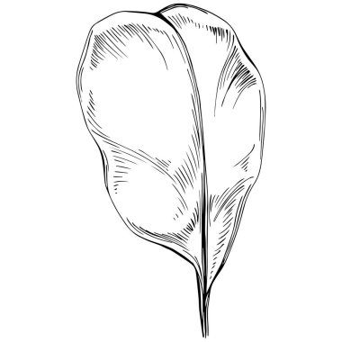 Keçiboynuzu silueti orman yaprakları izole. Siyah beyaz klip sanatı izole edildi.