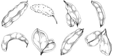 Keçiboynuzu çizim orman yaprakları izole, doğa konsepti için uygun, yaz ve tatil. Siyah beyaz klip sanatı izole edildi. Amblem için antika vintage gravür. Bitkisel ilaçlar.