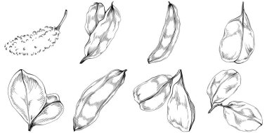 Keçiboynuzu çizim orman yaprakları izole, doğa konsepti için uygun, yaz ve tatil. Siyah beyaz klip sanatı izole edildi. Amblem için antika vintage gravür. Bitkisel ilaçlar.