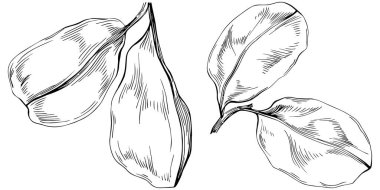 Keçiboynuzu çizim orman yaprakları izole, doğa konsepti için uygun, yaz ve tatil. Siyah beyaz klip sanatı izole edildi. Amblem için antika vintage gravür. Bitkisel ilaçlar.