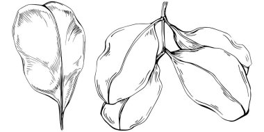 Keçiboynuzu çizim orman yaprakları izole, doğa konsepti için uygun, yaz ve tatil. Siyah beyaz klip sanatı izole edildi. Amblem için antika vintage gravür. Bitkisel ilaçlar.