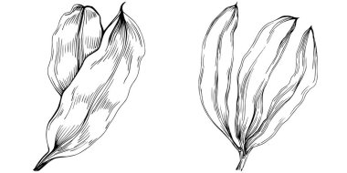 Keçiboynuzu çizim orman yaprakları izole, doğa konsepti için uygun, yaz ve tatil. Siyah beyaz klip sanatı izole edildi. Amblem için antika vintage gravür. Bitkisel ilaçlar.