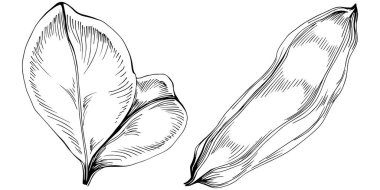 Keçiboynuzu çizim orman yaprakları izole, doğa konsepti için uygun, yaz ve tatil. Siyah beyaz klip sanatı izole edildi. Amblem için antika vintage gravür. Bitkisel ilaçlar.