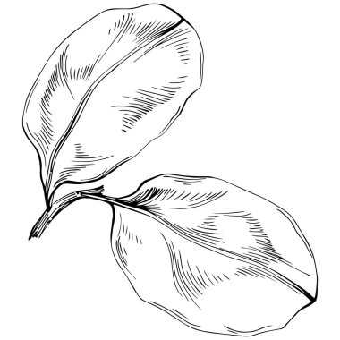 Keçiboynuzu silueti orman yaprakları izole. Siyah beyaz klip sanatı izole edildi.