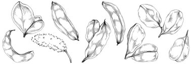 Keçiboynuzu çizim orman yaprakları izole, doğa konsepti için uygun, yaz ve tatil. Siyah beyaz klip sanatı izole edildi. Amblem için antika vintage gravür. Bitkisel ilaçlar.