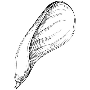 Acer negundo çizimi illüstrasyon.