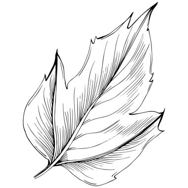 Acer negundo çizimi illüstrasyon.