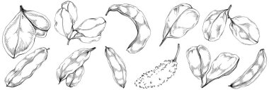 Keçiboynuzu çizim orman yaprakları izole, doğa konsepti için uygun, yaz ve tatil. Siyah beyaz klip sanatı izole edildi. Amblem için antika vintage gravür. Bitkisel ilaçlar.