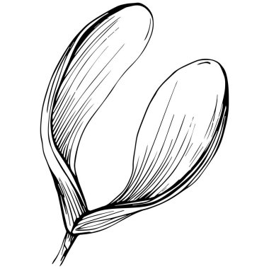 Acer negundo çizimi illüstrasyon.