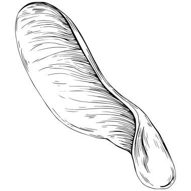 Acer negundo çizimi illüstrasyon.